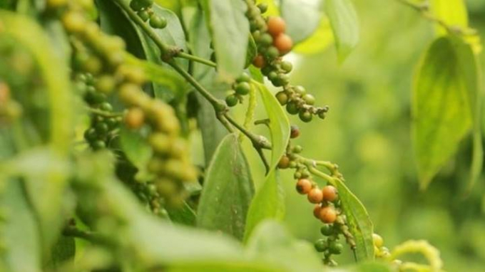 Pepper prices today, also keep moving sideways in both the world and the domestic market.