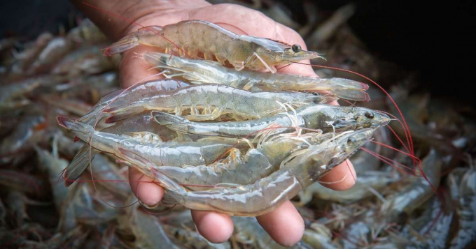 Fishery prices are pretty stable from the August beginning.