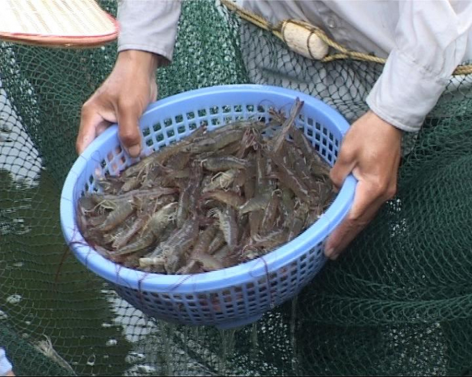 White shrimp prices today, September 01, decrease in most types compared to yesterday.