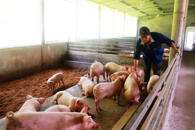 Live pork prices today, September 2, drop by VND 5,000 per kilogram in Thai Binh province.