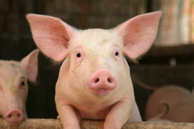 Live pork prices today, September 01, are unchanged from the North to the South.