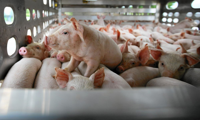 Live pork prices today, September 3, are adjusted oppositely in the Central.