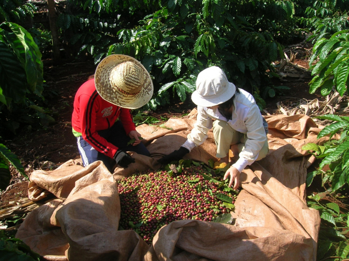 Agricultural commodity prices today, September 3: Coffee prices turn to decrease slightly by VND 100-200.