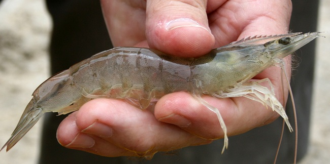 White shrimp prices today, September 3, keep stable compared to yesterday.