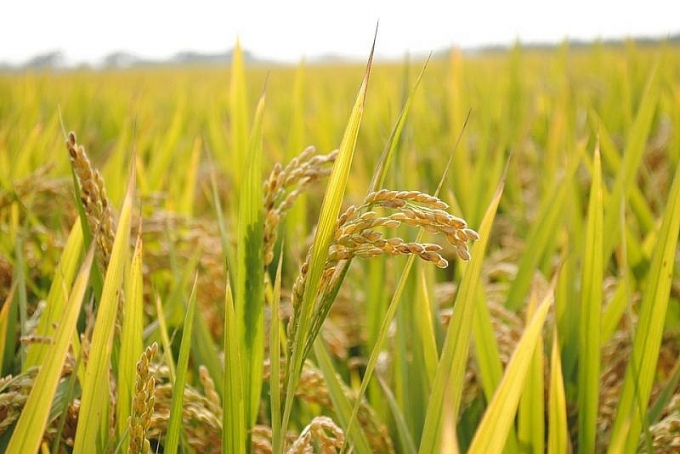 Rice prices today, September 3, have no change in most types.