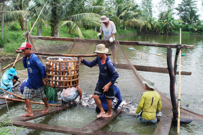 Pangasius prices decrease slightly by VND 500-1,000 in recent days. Photo: Khanh Trung.