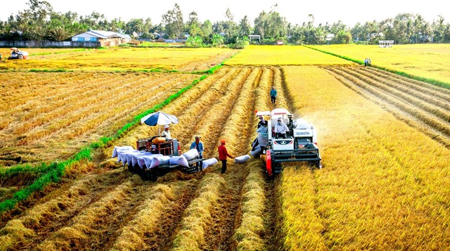 Rice prices today, September 4, increase in some types compared to yesterday. Photo: Quoc Trung.