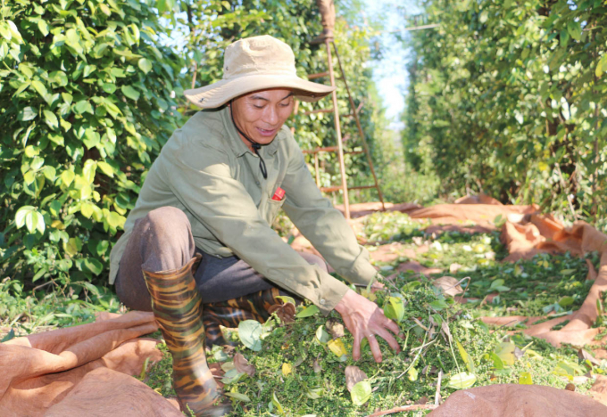 Pepper prices today, September 5: decreases by VND 1,500-2,000 per kilogram for the week. Photo: I.T.