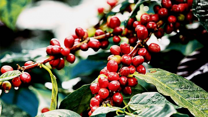 Agricultural commodity prices today, September 6: Coffee keeps stable on the week's first day.