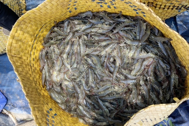 White shrimp prices will increase sharply in the upcoming time. Photo: Truong Giang.