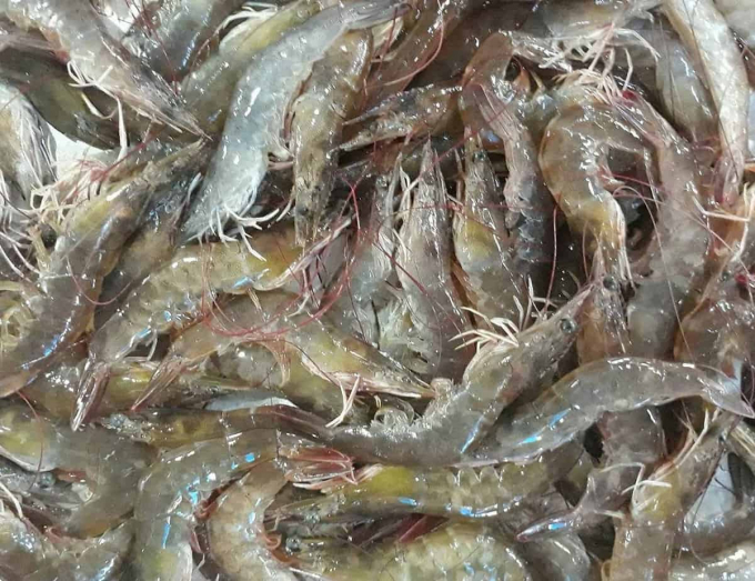 White shrimp prices will increase sharply in the upcoming time.