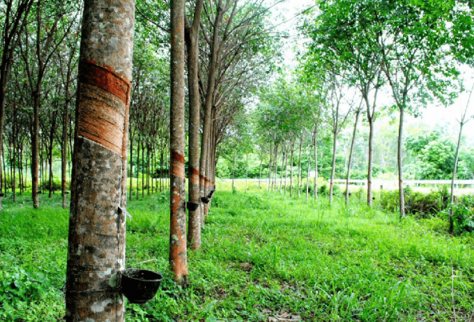 Rubber prices today, September 8, change oppositely in two exchanges compared to the last session.