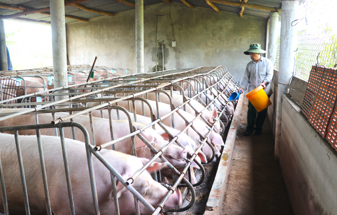 Live pork prices today, September 9, change oppositely in some provinces nationwide. Photo: Ngoc Minh.