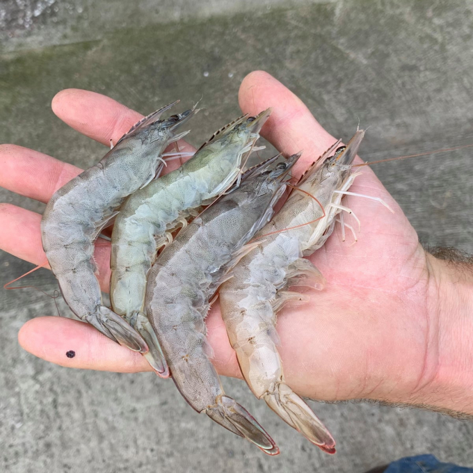 White shrimp prices today, September 9, continue to increase in most types.