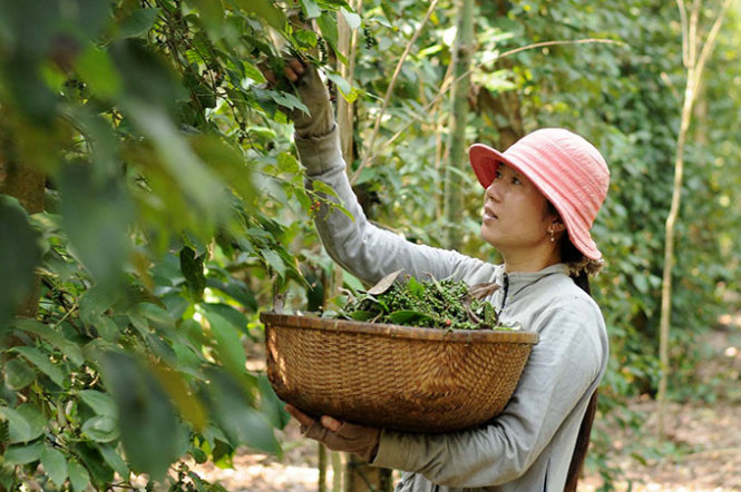 Pepper prices today, September 11: reach VND 80,000 per kilogram.