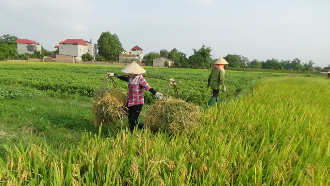 Rice prices today, September 11: move sideways compared to yesterday.