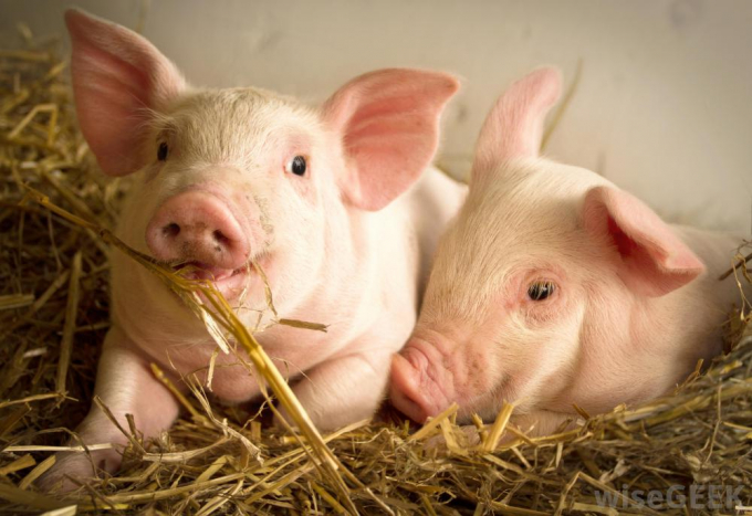 Live pork prices today, September 11: are stable in the North and the Centra but decrease in the South.