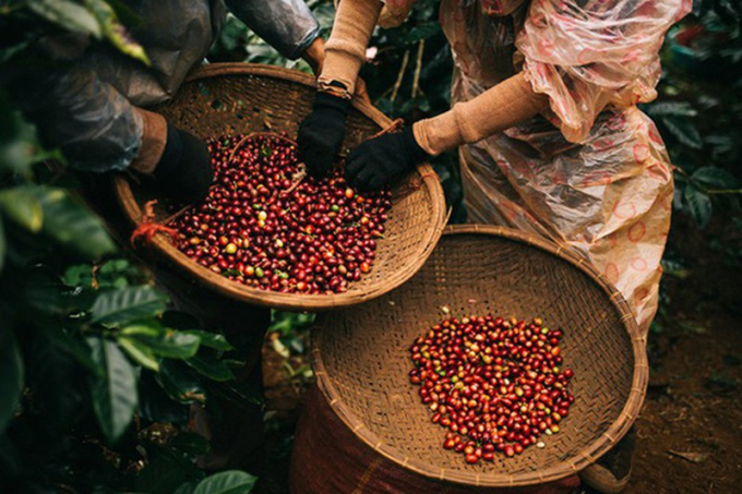 Coffee prices today, September 12, are ranging from VND 38,700 to 39,600 per kilogram.