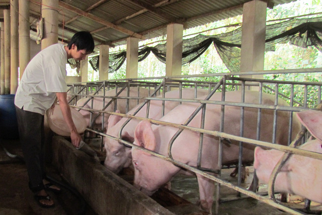 Live pork prices today, September 13: decrease by VND 1,000 in Ha Nam and Vung Tau only.