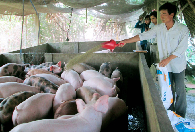 Live pork prices today, September 15: simultaneously decrease by VND 1,000-2,000 nationwide.