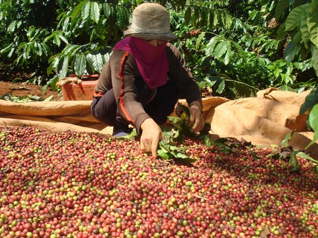 Coffee prices today, September 15: continue to increase by VND 200 per kilogram.