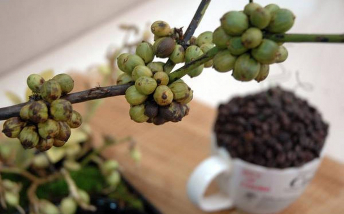 Coffee prices today, September 17: Rise in both the world and the domestic market.