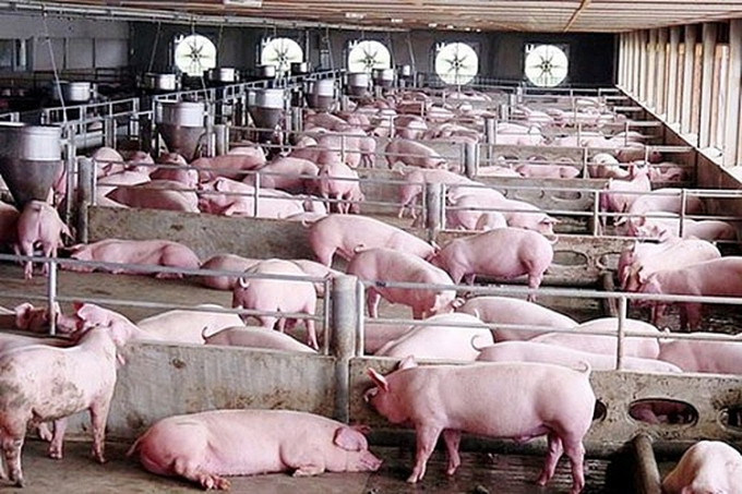 Live pork prices today, September 17: increase slightly by VND 1,000-2,000 in the Central.