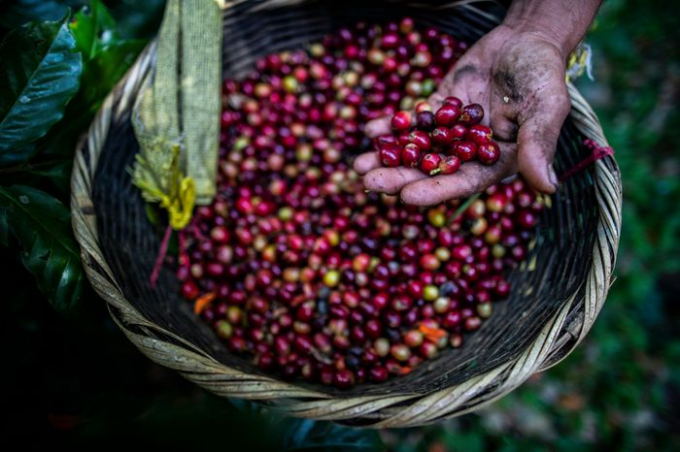 Coffee prices today, September 18, reach the highest at VND 40,800 per kilogram.