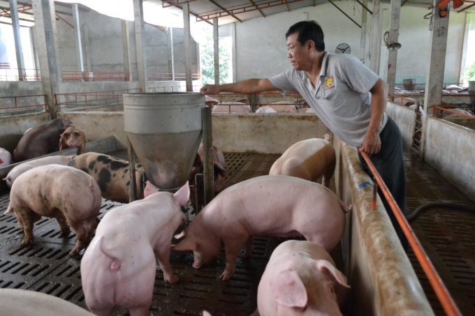 Live pork prices today, September 21: Most provinces have no change, excluding Phu Tho and Lam Dong.