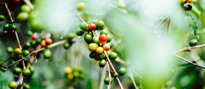 Coffee prices today, September 22, keep unchanged with the highest at VND 40,900 per kilogram.