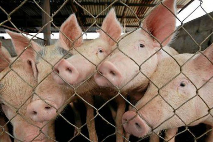 Live pork prices today, September 23: Change oppositely in three regions.