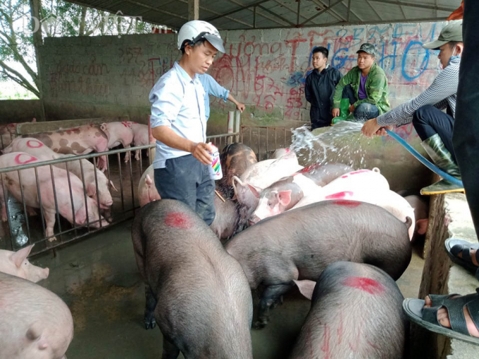 Live pork prices today, September 28, simultaneously decrease in three regions.