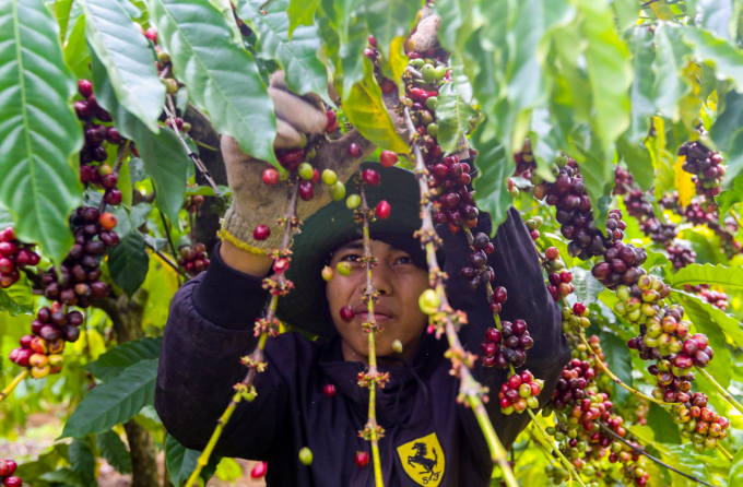 Coffee prices today, September 29, simultaneously increase by VND 300-400 per kilogram.