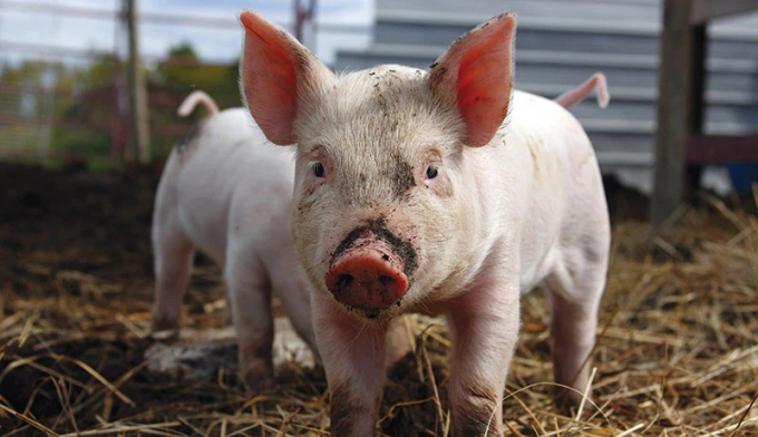 Live pork prices today, September 29, simultaneously decrease in three regions.