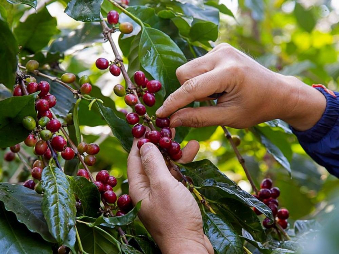 Coffee prices today, October 1, increase in the world market but decrease in the domestic.