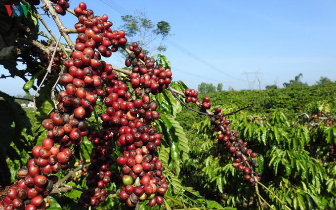 Coffee prices today, October 2, sharply increase by VND 700 in the domestic.