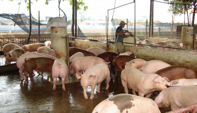 Live pork prices today, October 3, move sideways nationwide.