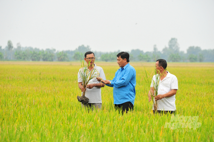 For many years, Mekong Delta farmers have promoted the application of new techniques to rice production. Photo: Le Hoang Vu.