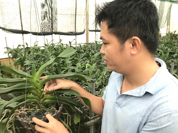 Master Le Duc Dung, Deputy Head of the Department of Vegetables, Flowers and Ornamental Plants, of the Institute of Agricultural Science and Technology of the South Central Coast. Photo: Vu Dinh Thung.