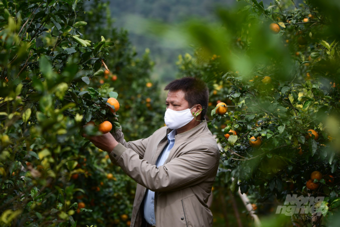 Organic Hopefarm Cooperative in Hoa Binh has obtained the certification of organic agricultural products for 22 hectares of citrus trees. Photo: Tung Dinh.