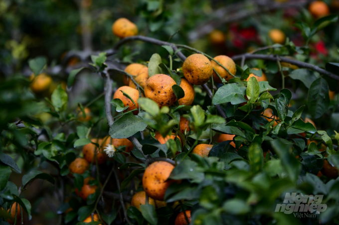 At the moment, tangerines of Organic Hopefarm Cooperative are selling for VND 60,000 per kilogram at the garden. Photo: Tung Dinh.