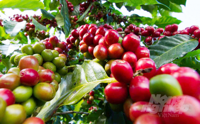 The US Department of Agriculture (USDA) forecasts world coffee production in 2021-2022 to decrease to 167.5 million bags.