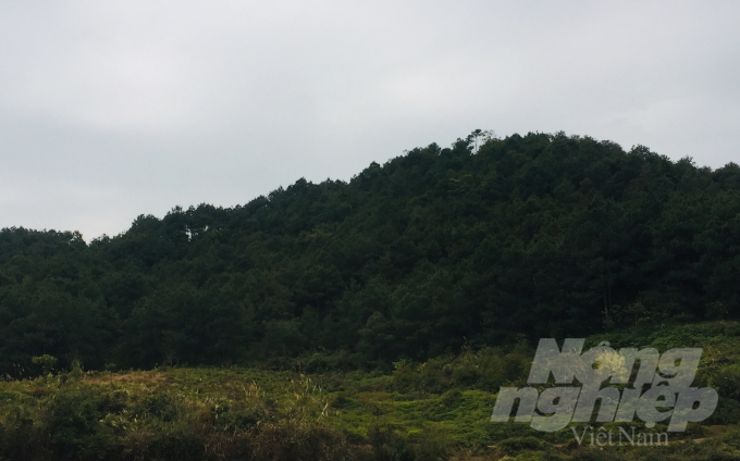 Các xã biên giới huyện Trùng Khánh địa hình chủ yếu là núi cao, có độ dốc lớn nên phù hợp với trồng các loại cây thông, sa mộc. Ảnh: Công Hải.