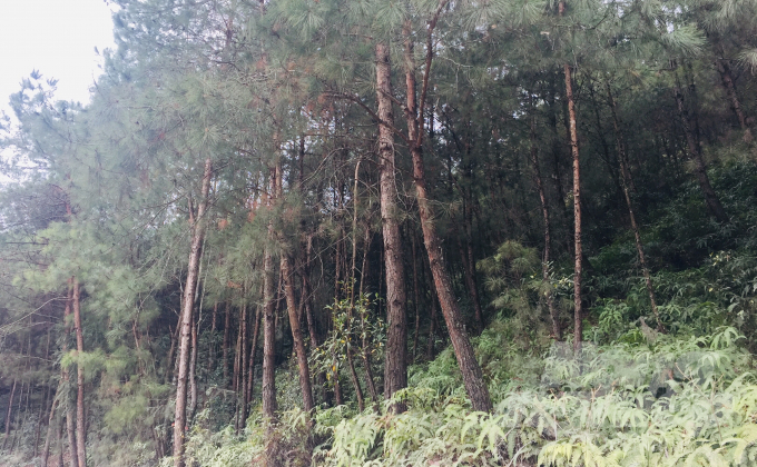 Rừng thông hơn 10 năm tuổi tại khu vực biên giới huyện Trùng Khánh. Ảnh: Công Hải.