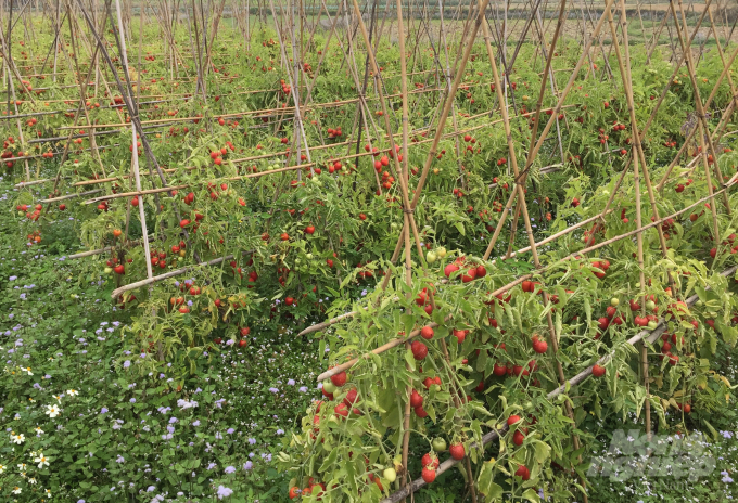 Nhiều ruộng cà chua chín đỏ không có người hái ở xã Hưng Đạo, thành phố Cao Bằng. Ảnh: Công Hải. 