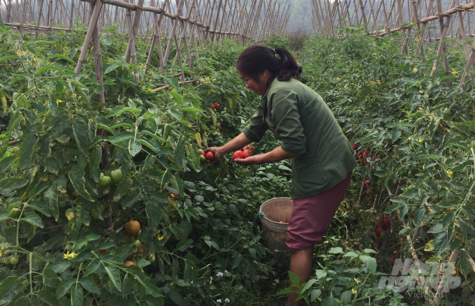 Nông dân xóm 2 Nam Phong, xã Hưng Đạo, thành phố Cao Bằng đang rất buồn vì cà chua tiêu thụ chậm, giá bán quá thấp. Ảnh: Công Hải.