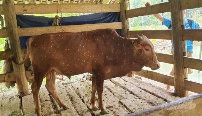 Một con bò bị mắc bệnh viêm da nổi cục ở xã Triệu Nguyên, huyện Nguyên Bình. Ảnh: Công Hải.