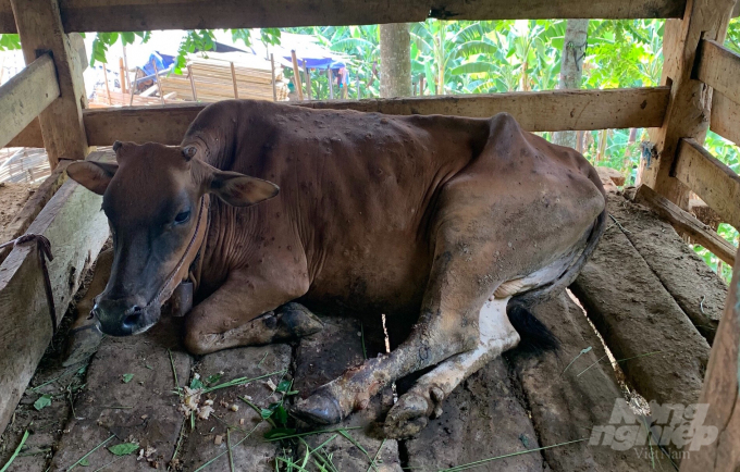 Một con bò bị nhiễm bệnh viêm da nổi cục tại huyện Bảo Lâm. Ảnh: C.H.