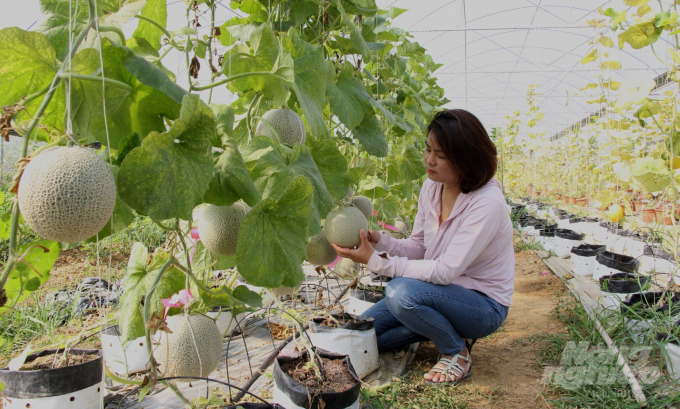 Mô hình trồng dưa trong nhà lưới của Hợp tác xã Trường Anh, ở xã Hưng Đạo, thành phố Cao Bằng. Ảnh: C.H.