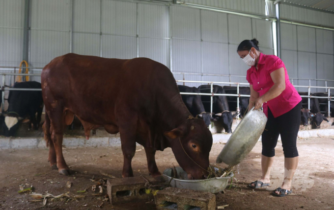 Hợp tác xã Trồng rừng và Nguyên liệu Cao Bằng, xã Đình Phong, huyện Trùng Khánh phát triển nuôi bò 3B. Ảnh: Toán Nguyễn.